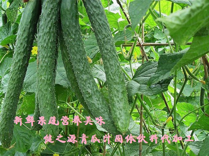 青瓜的六大營養(yǎng)價(jià)值，你知道嗎？